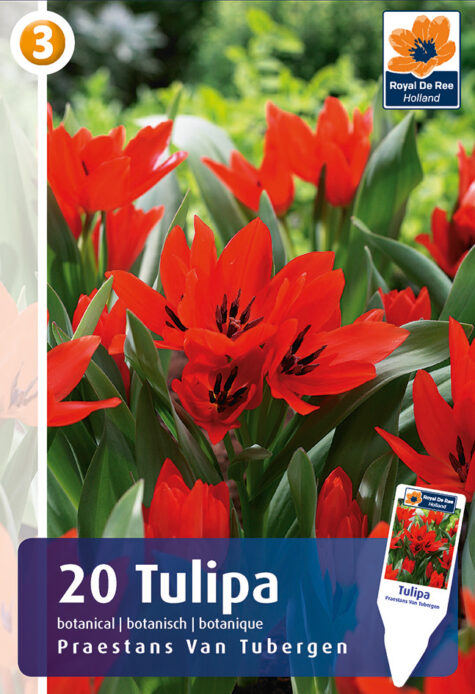 Tulp Praestans Tubergen 20tk