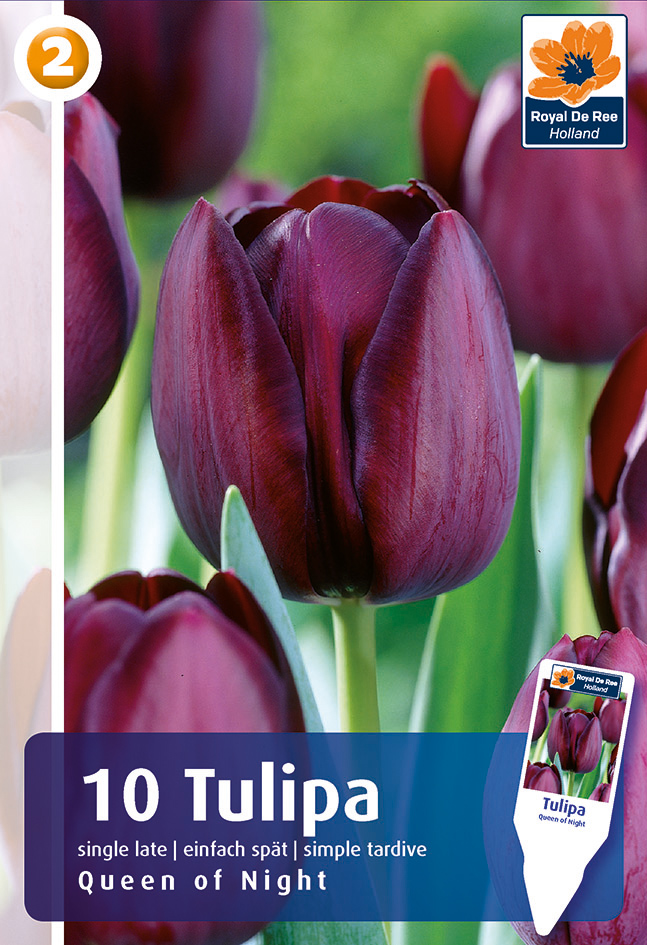 Tulp Queen of Night 10tk