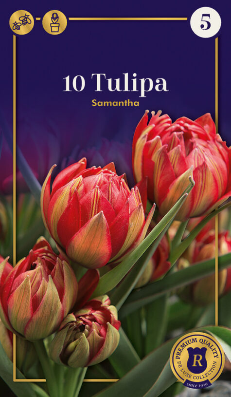 Tulp Samantha 10tk