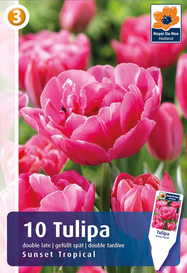 Tulp Sunset Tropical 10tk