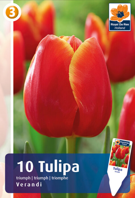 Tulp Verandi 10tk