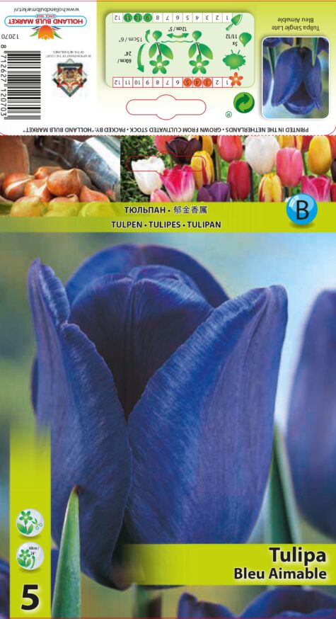 Tulp Bleu Aimable 5tk