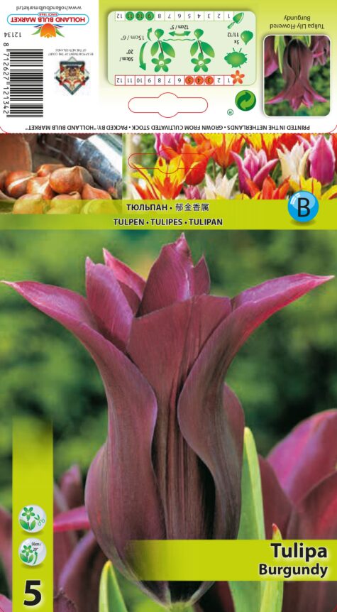 Tulp Burgundy 5tk