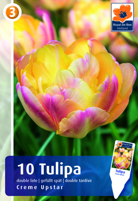 Tulp Creme Upstar 10tk