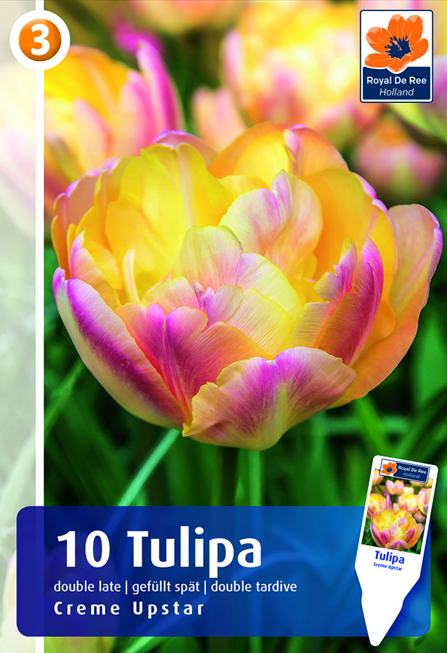 Tulp Creme Upstar 10tk