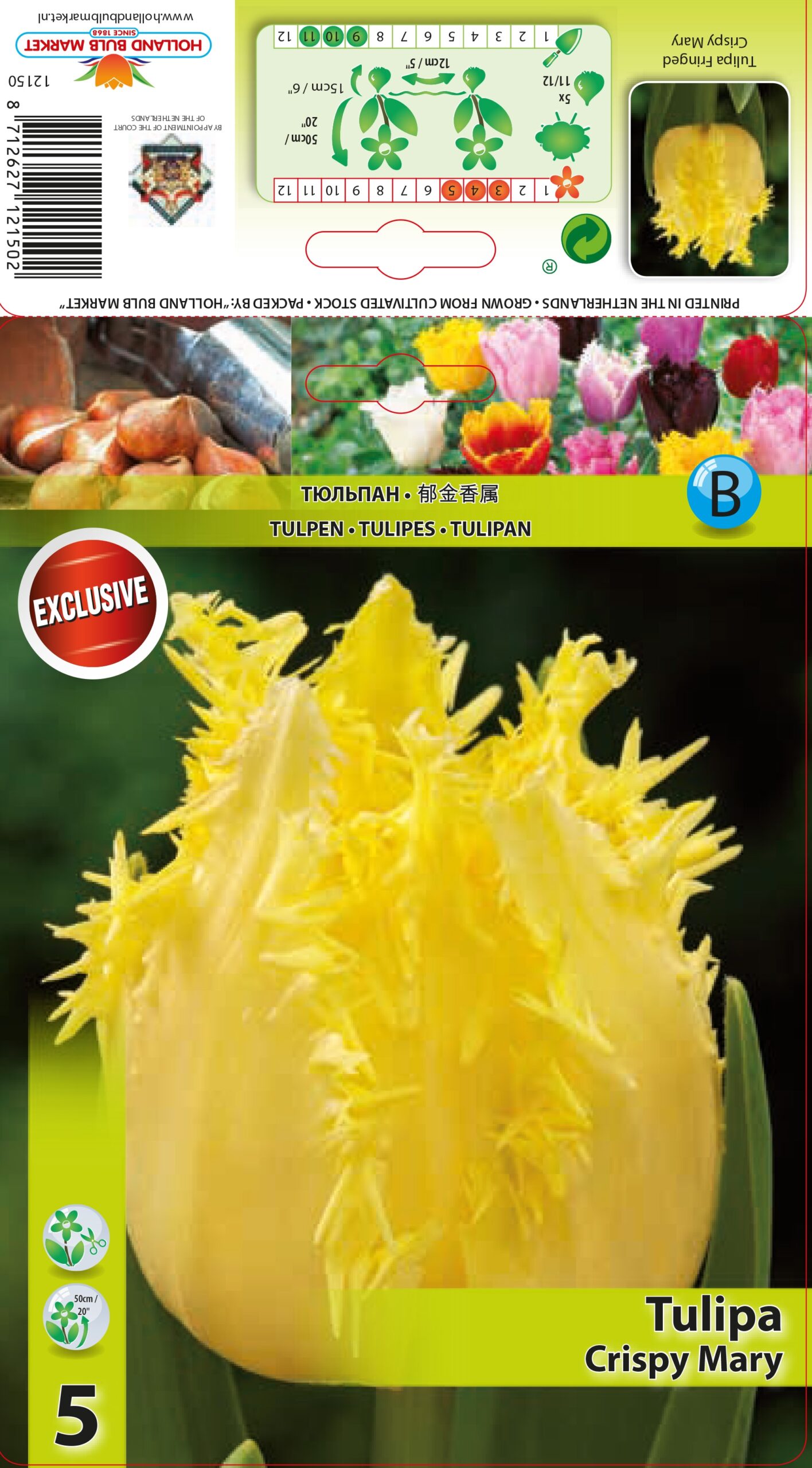 Tulp Crispy Mary 5tk