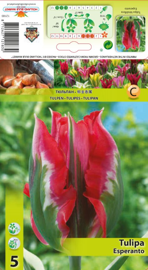 Tulp Esperanto 5tk