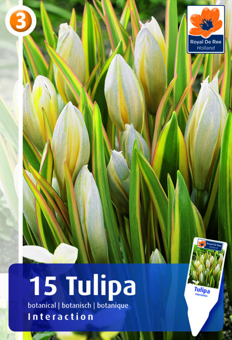 Tulp Interaction 15tk