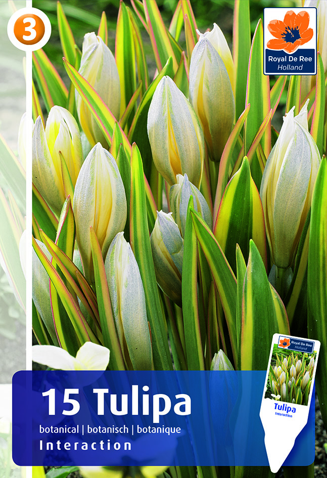 Tulp Interaction 15tk