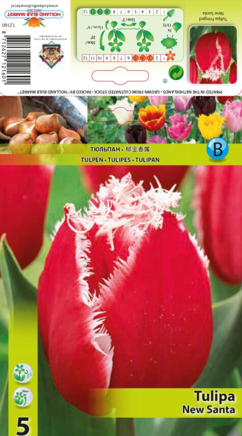 Tulp New Santa 5tk