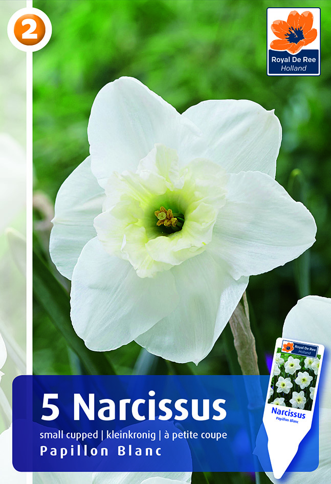 Nartsiss Papillon Blanc 5tk