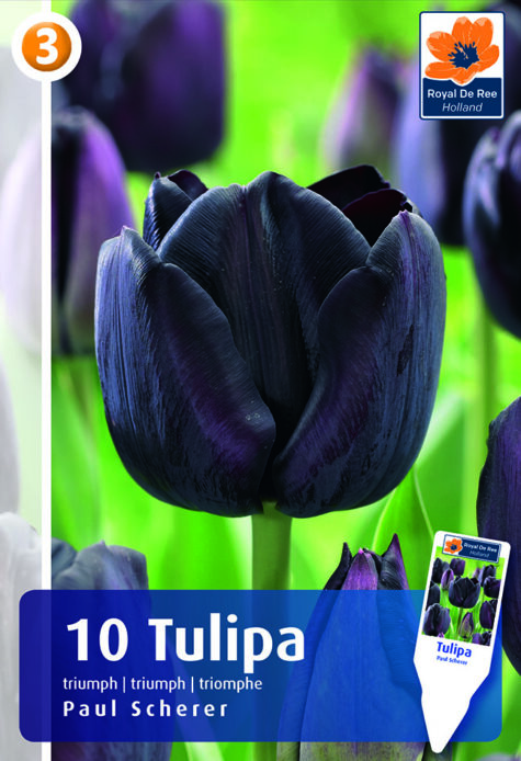 Tulp Paul Scherer 10tk