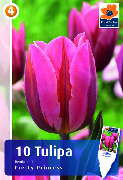 Tulp Pretty Princess 10tk