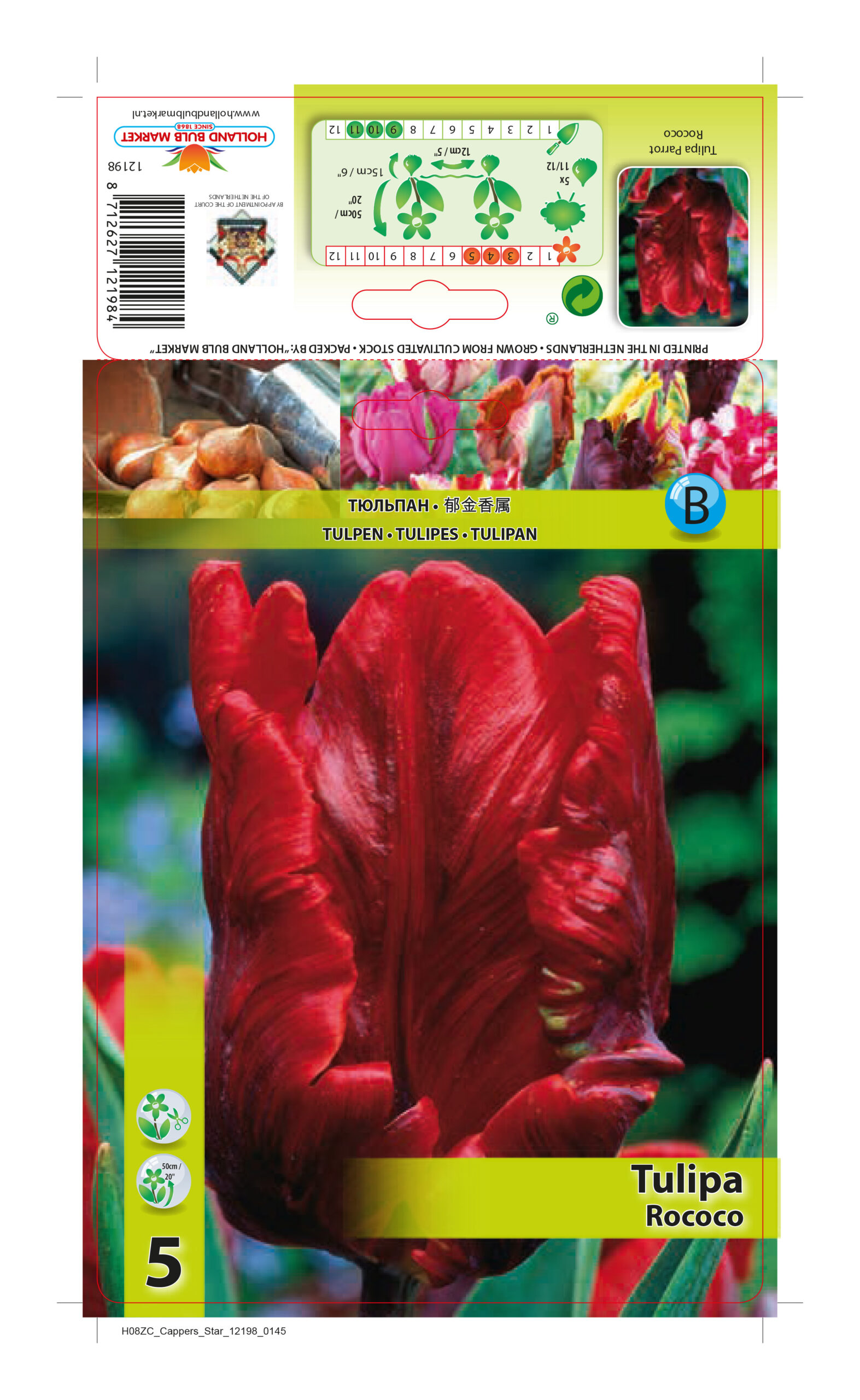 Tulp Rococo 5tk