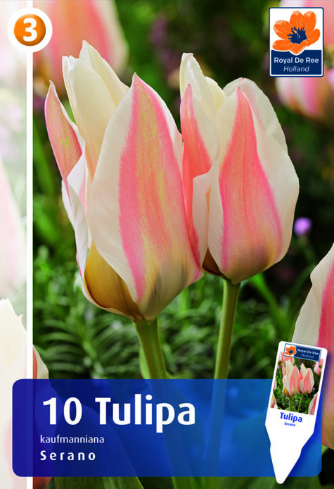 Tulp Serano 10tk