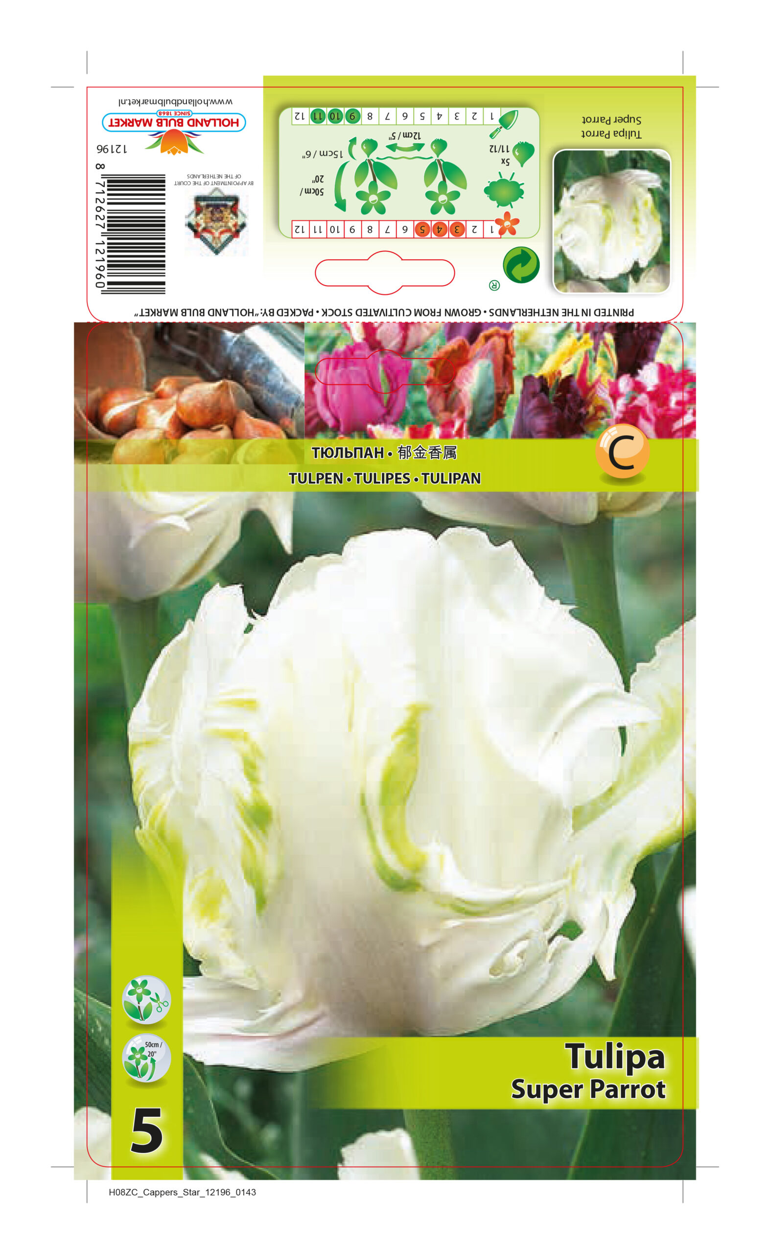 Tulp Super Parrot 5tk