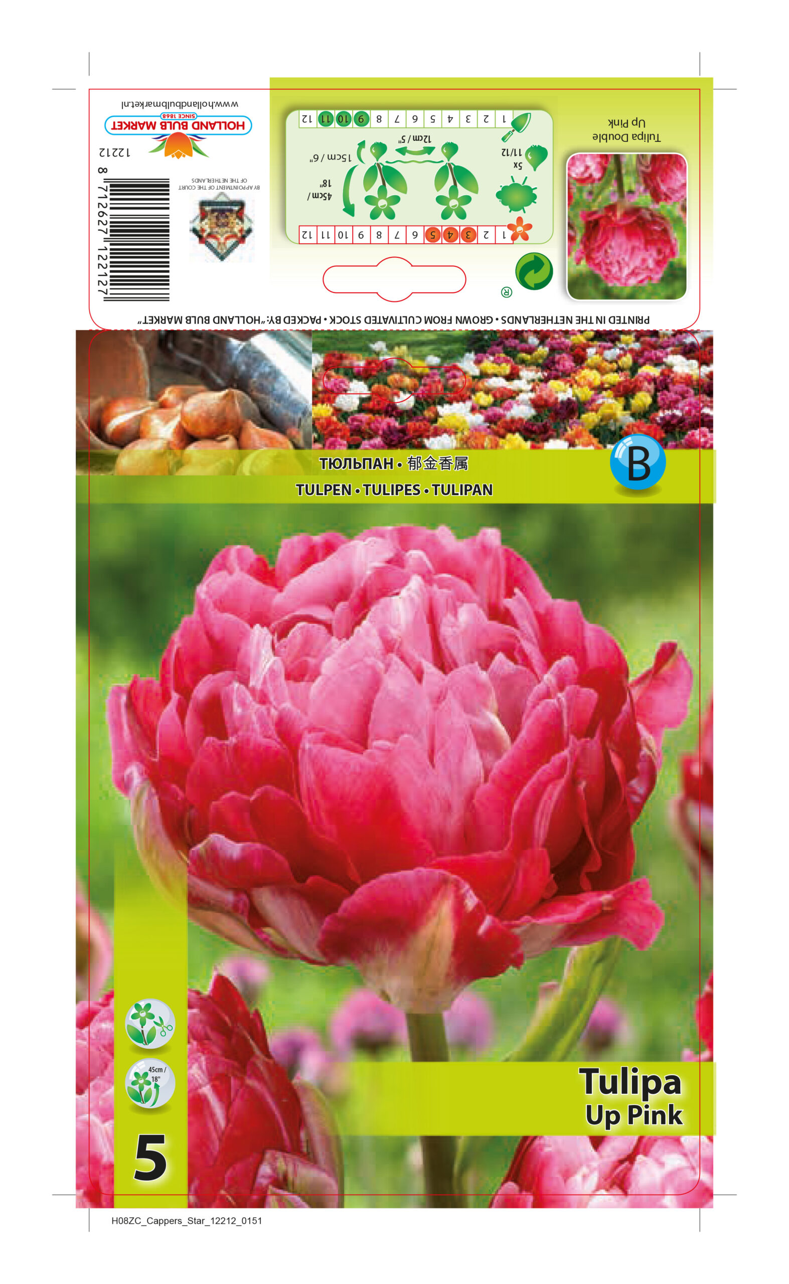 Tulp Up Pink 5 tk