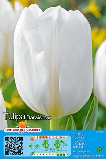 Tulp Darwinsnow 1 tk