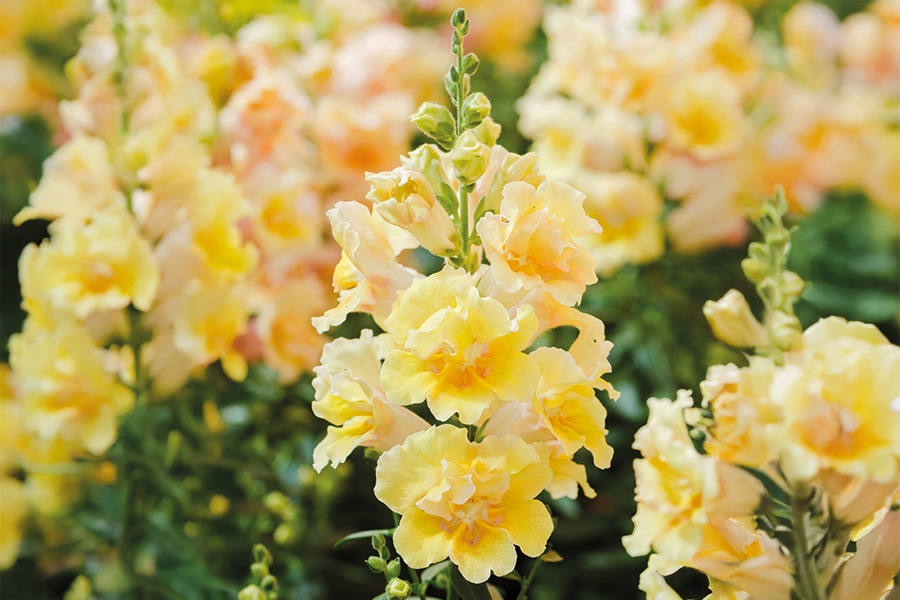 Lõvilõug Twinny Double Flowered Yellow Shades F1 100 seemet