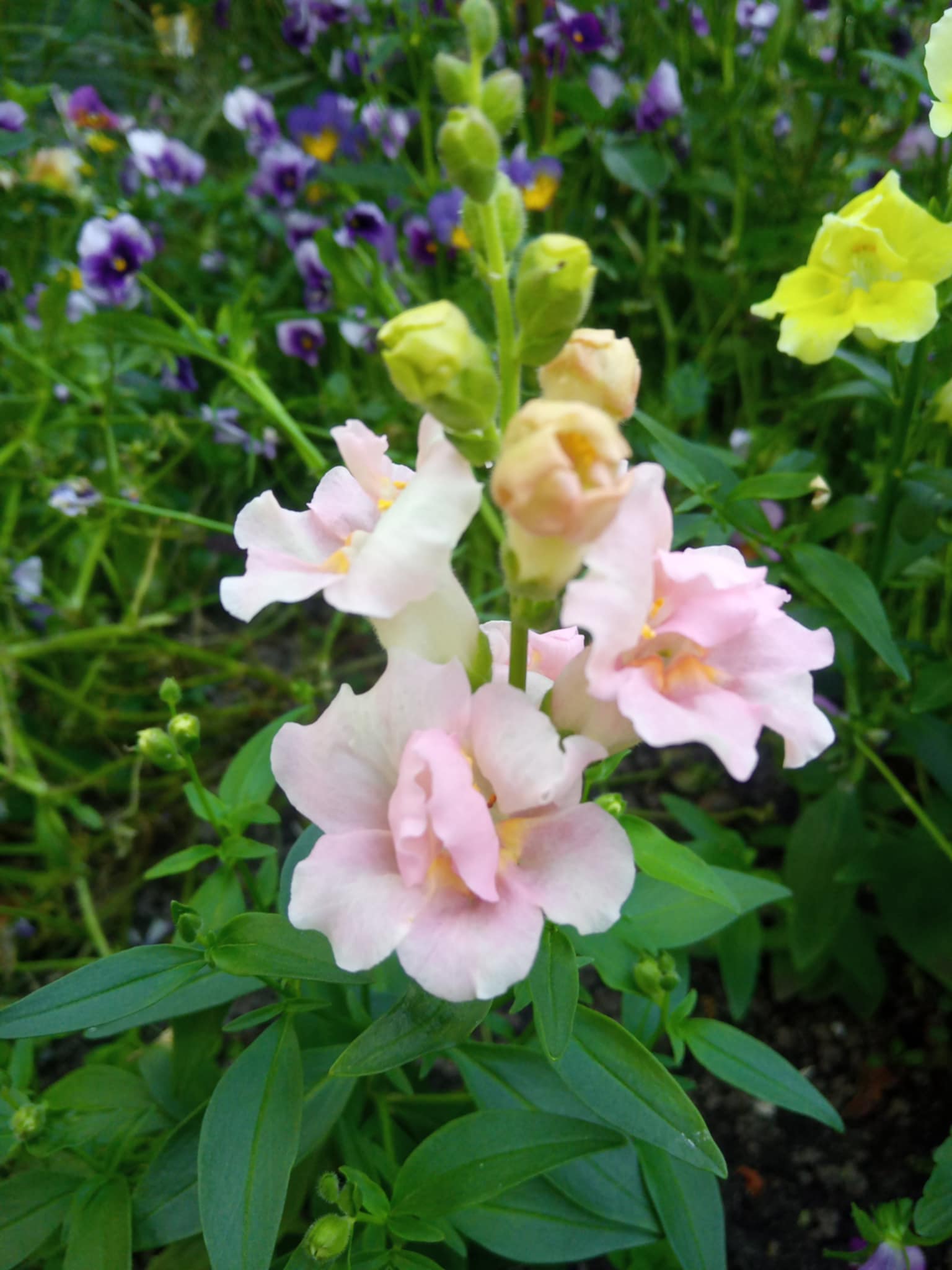 Lõvilõug Twinny Double Flowered Appleblossom F1 100 seemet