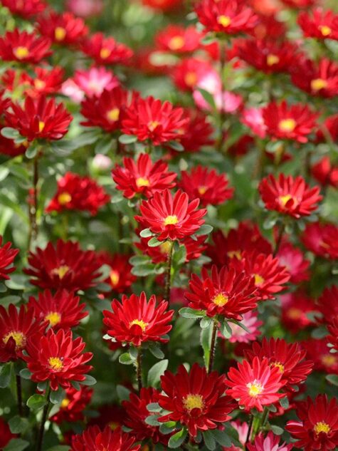 Aster Serenade Red 200 seemet