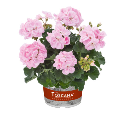 Viirpelargoon Toscana Dolce Vita Karen Light Pink  1 tk