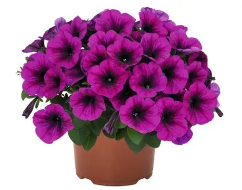 Petuunia Sweetunia® Purple 2024 3 tk