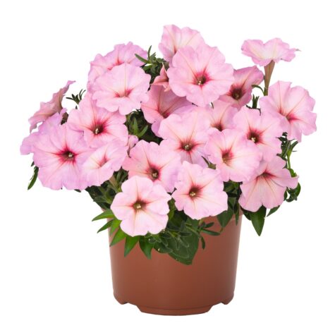 Petuunia Potunia® Bubblegum 3 tk