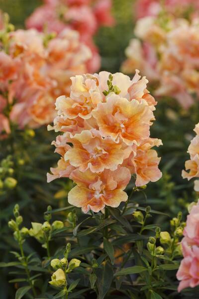 Lõvilõug Twinny Double Flowered Peach F1 100 seemet