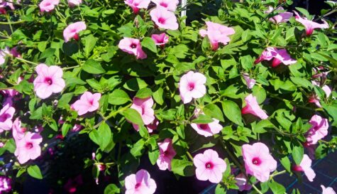 Petuunia LTD Garden Supreme Sweet Pink 3 tk