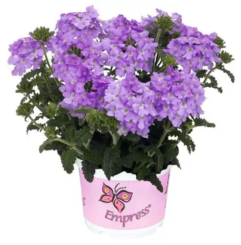 Raudürt Empress Flair Lavender Blue 3 tk