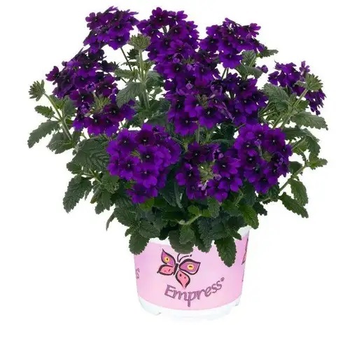 Raudürt Empress Flair Violet Blue 3 tk