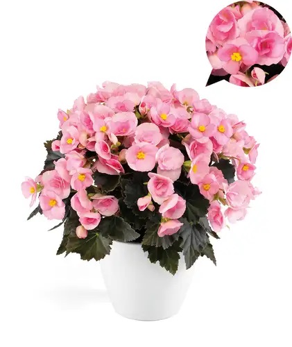 Roosbegoonia Adonia Light Pink 1 tk