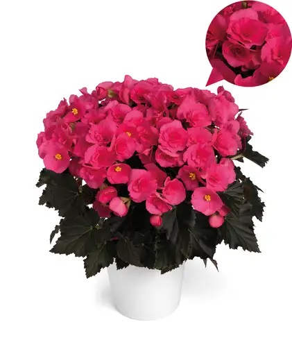 Roosbegoonia Adonia Pink 1 tk