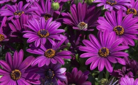 Kuldkakar FlowerPower Purple 1 tk