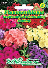 Suvi-Leeklill Grossblumige segu