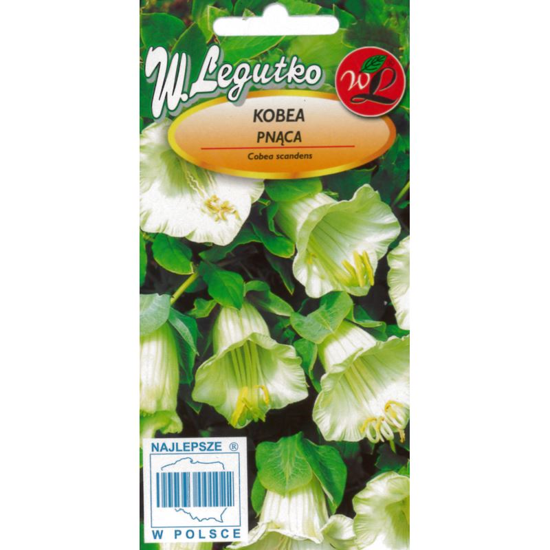 Mehhiko vanikkuljus valge 6 seemet