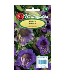 Mehhiko vanikkuljus lilla 6seemet