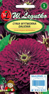 Pruudisõlg Violet Queen 1g