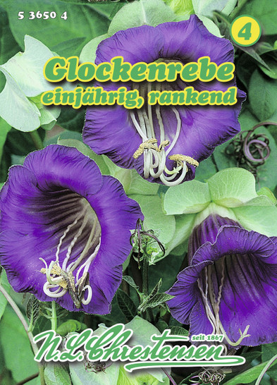 Mehhiko vanikkuljus Glockenrebe