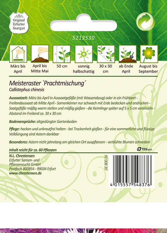 Aster Meister Prachtmisc. ERF