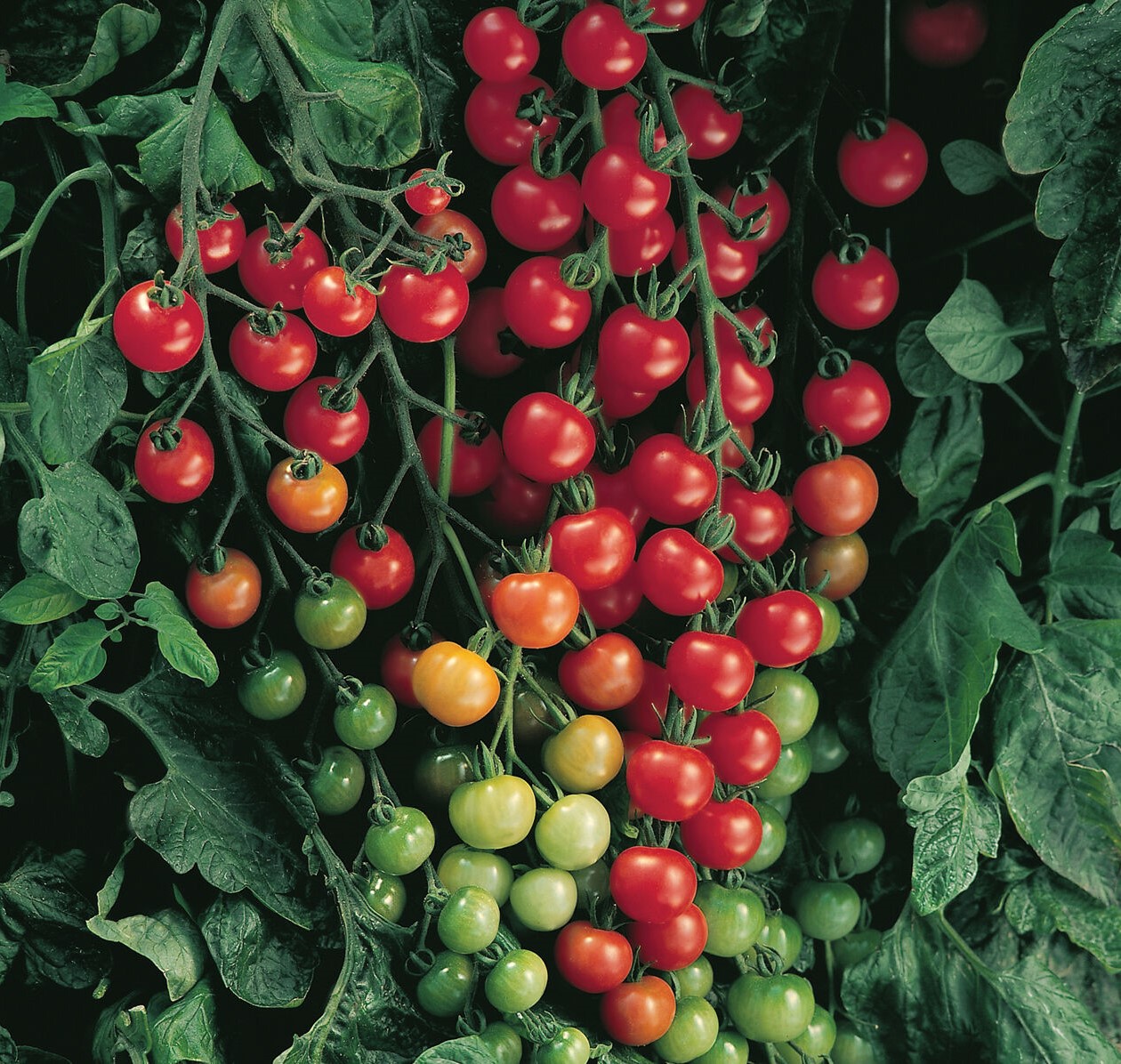 Tomat Supersweet 100 F1 10 seemet