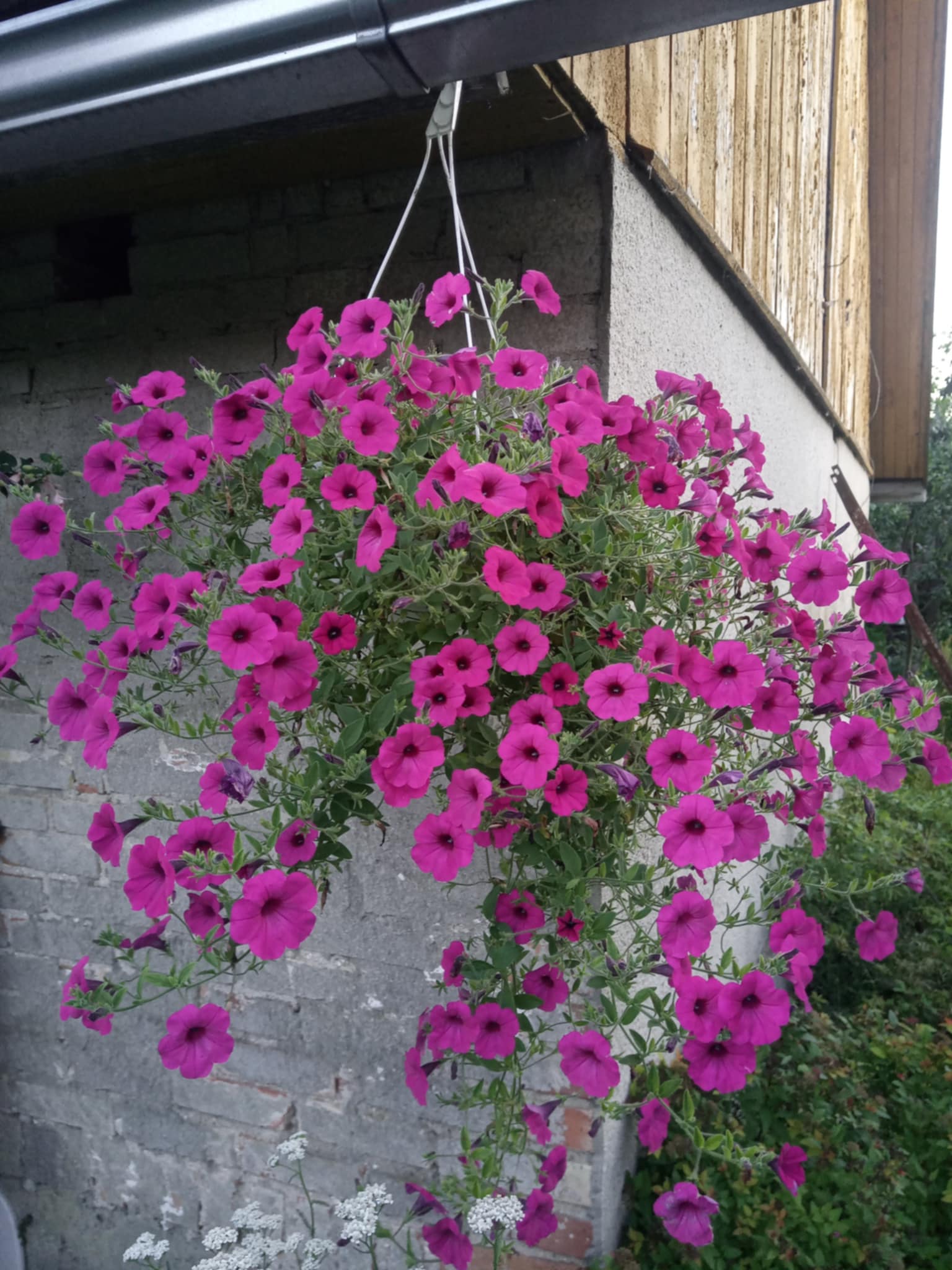 Ripp-petuunia Purple Velvet F1 S