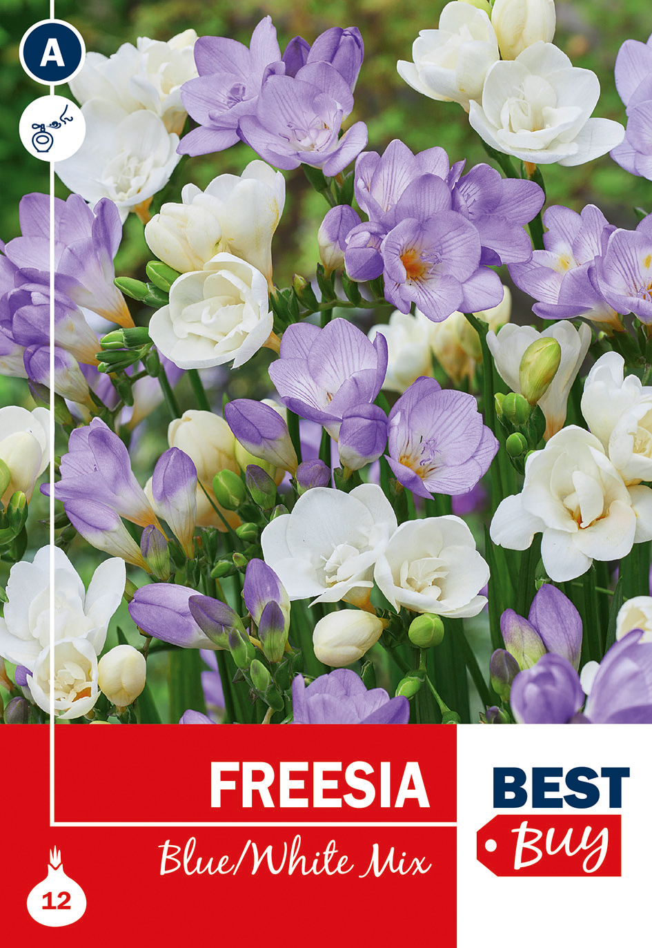 Freesia sinine-valge segu 12tk