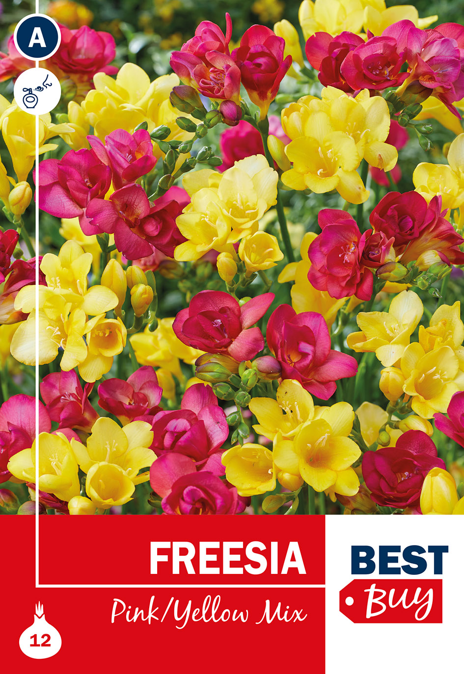 Freesia roosa-kollane segu 12tk