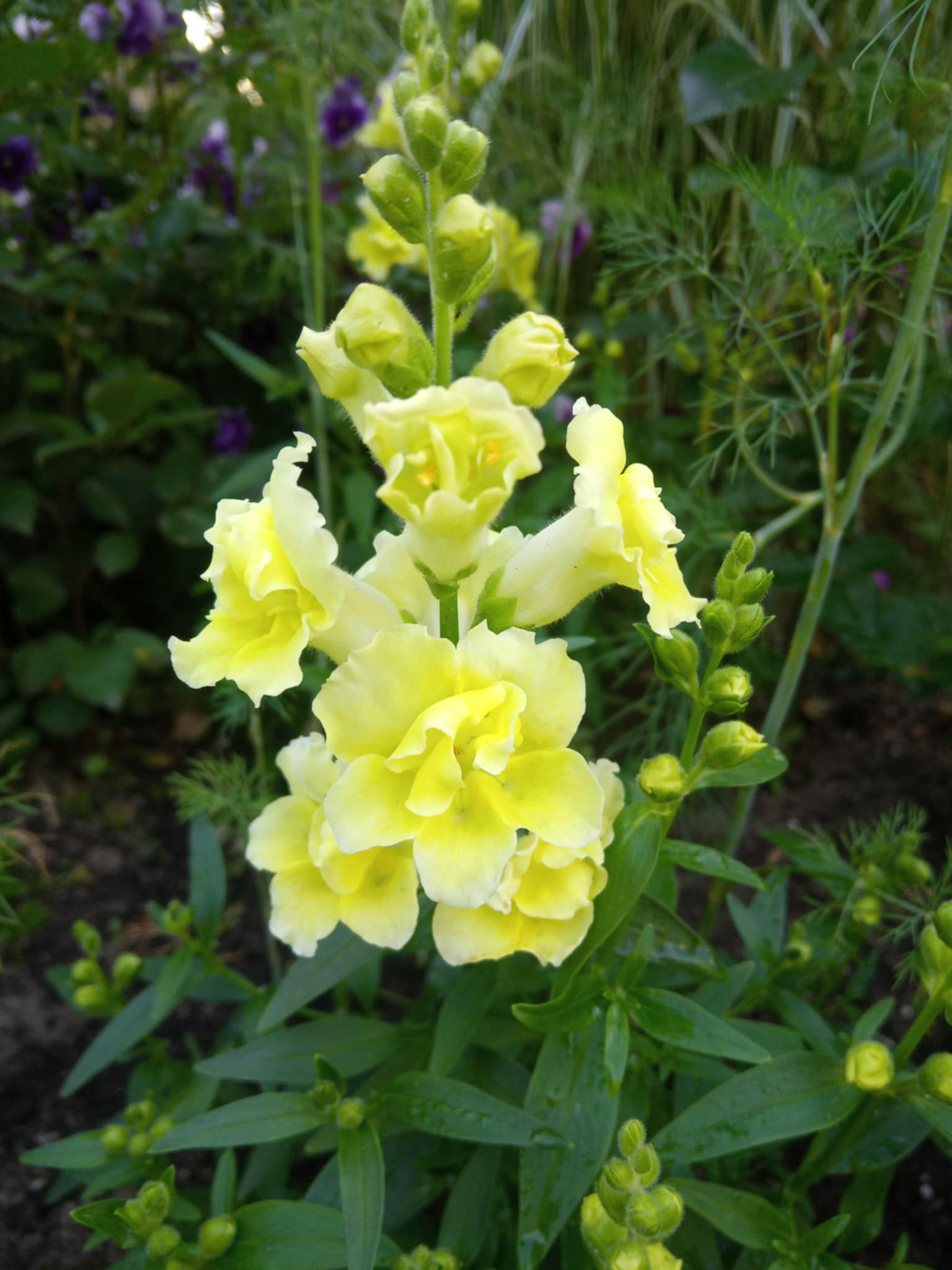 Lõvilõug Twinny Double Flowered Lemon F1 100 seemet