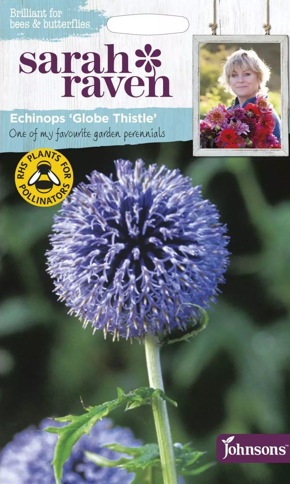 Sinine mesiohakas Globe Thistle 50s