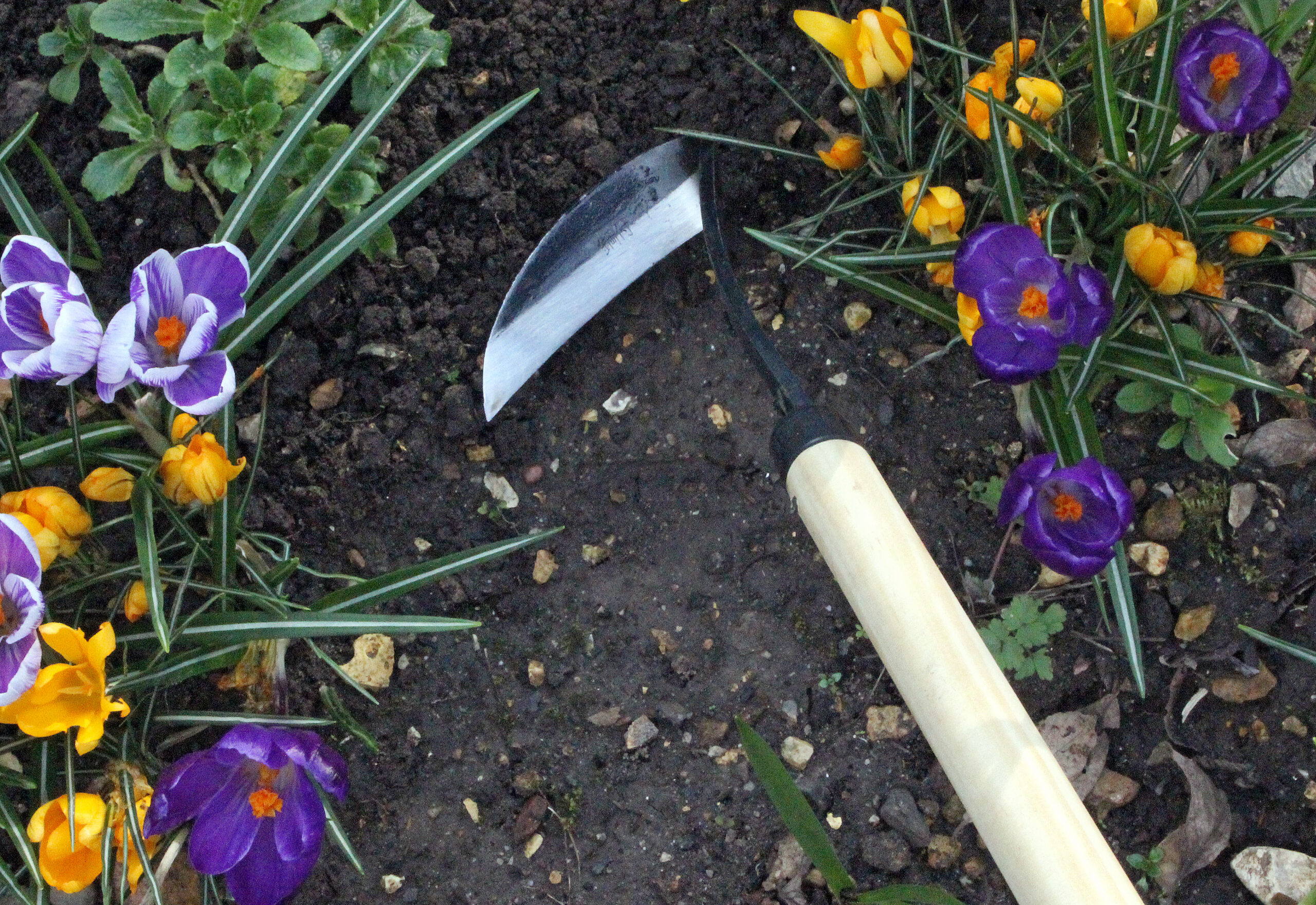 Sirp-kultivaator pika varrega