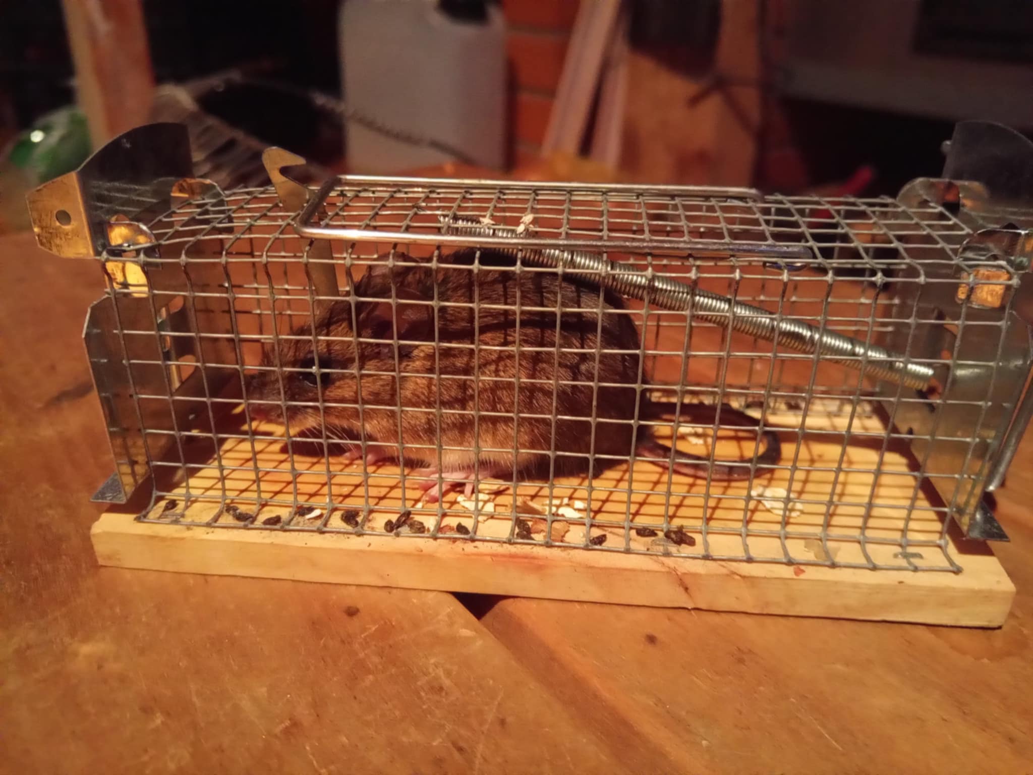 Hiirelõks puur traat