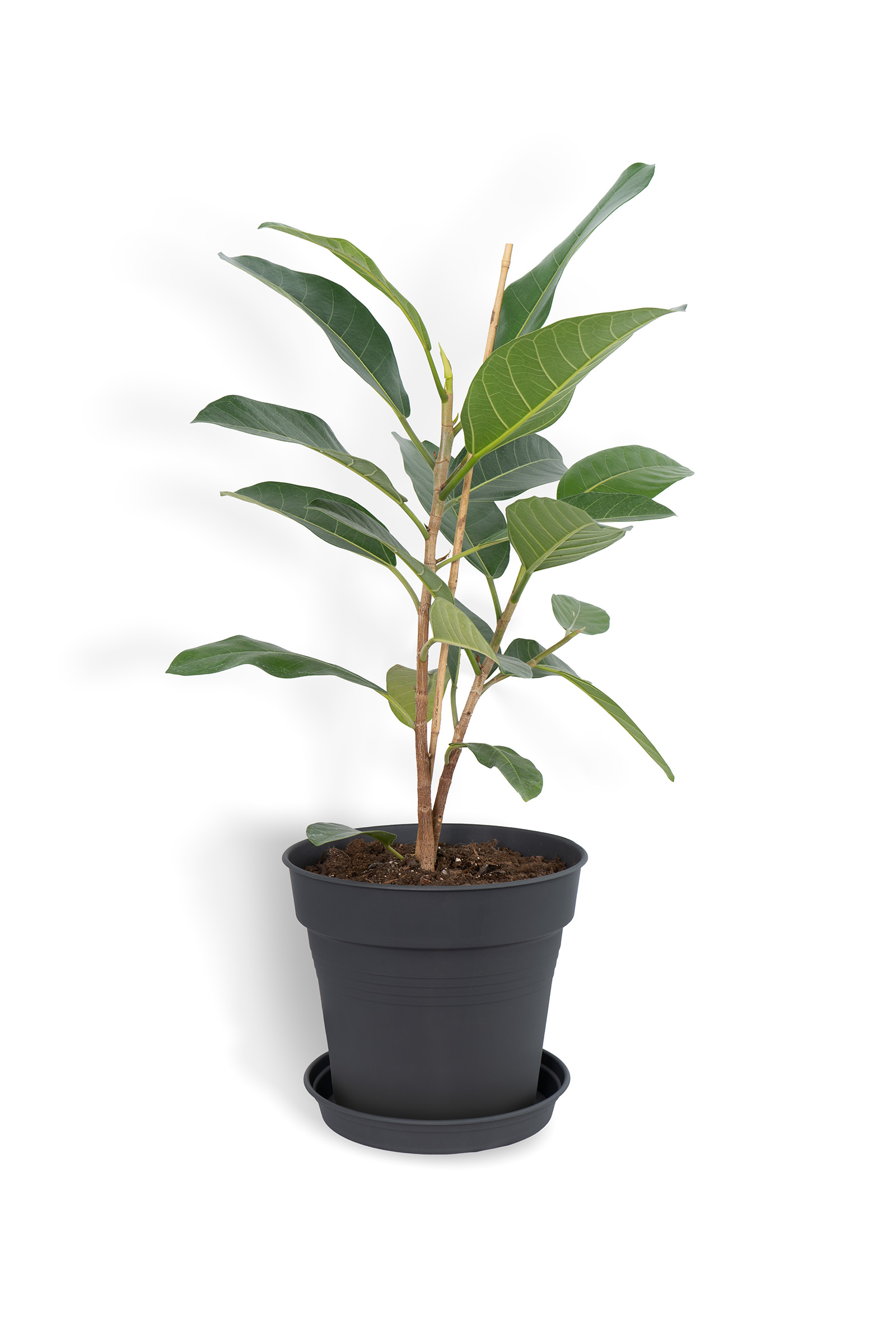 Alustaldrik plastist Camelie 29 cm antratsiit